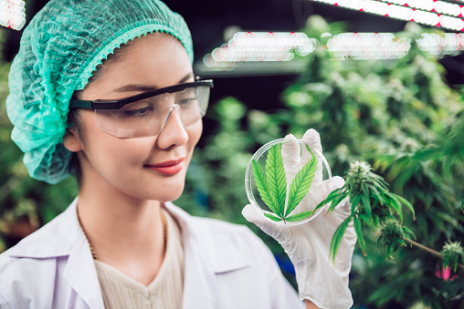 Scientist holding cannabis oil in a laboratory